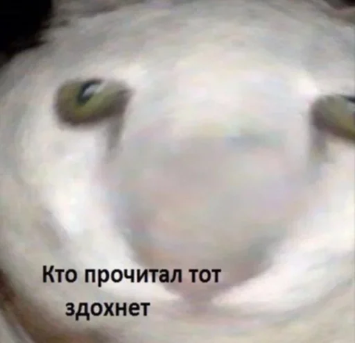 животное млекопитающее лама