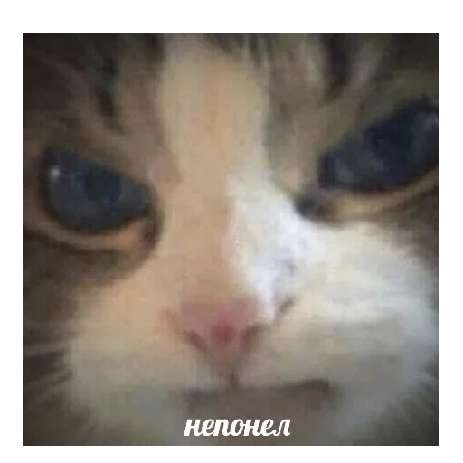 животное млекопитающее кошка