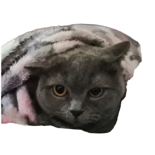 Стикер Ыыыы - 1