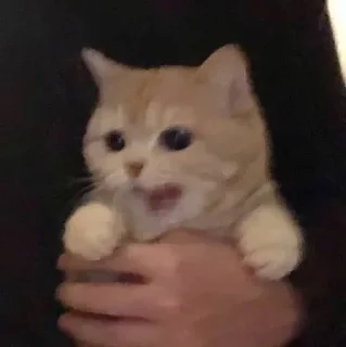 Sticker Стикеры тут 👉 @Femoji - 10