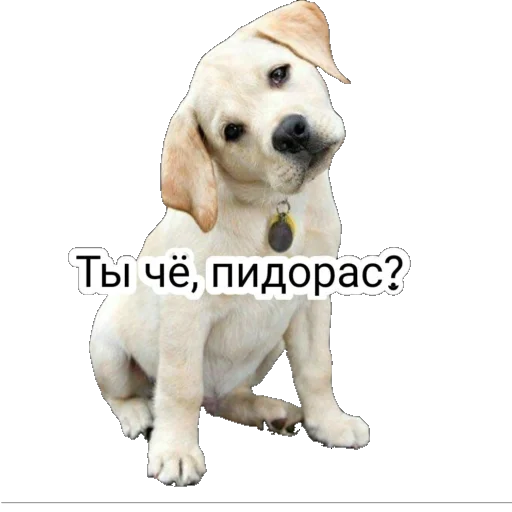 животное порода собак млекопитающее