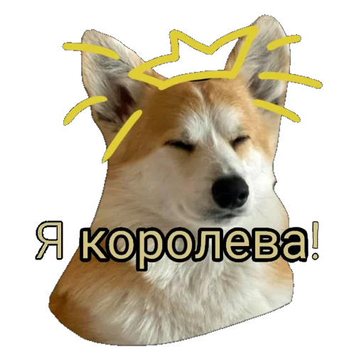 животное млекопитающее домашнее животное