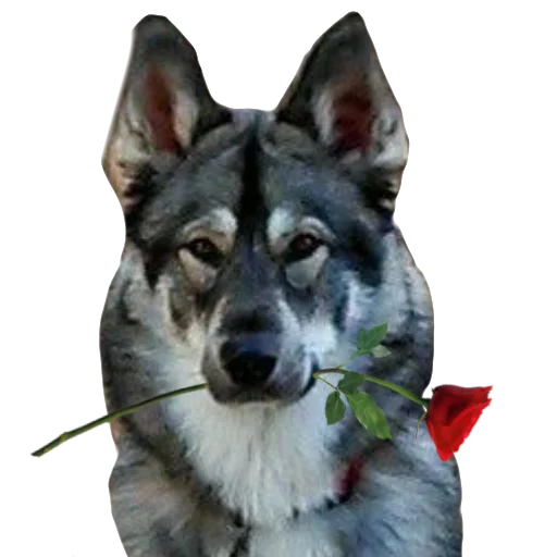 млекопитающее животное домашнее животное