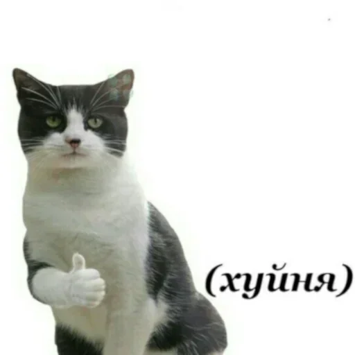 Sticker ZExLQHUbUafcYcSo_by_stickers_stealer_bot - 1