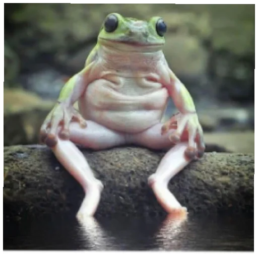 Жабычи и ляги - 