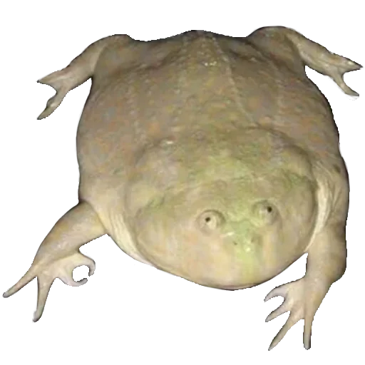 Стикер ZHabychiILyagi - 1