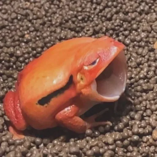 Стикер ZHabychiILyagi - 1