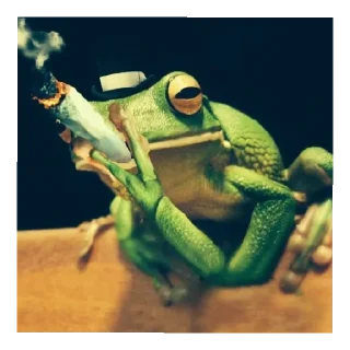 Sticker Жабычи и ляги - 1