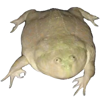 Sticker Жабычи и ляги - 11