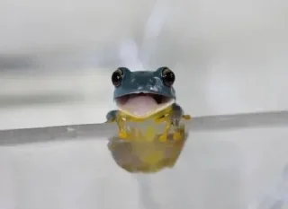 Sticker Жабычи и ляги - 7