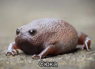 Sticker Жабычи и ляги - 9