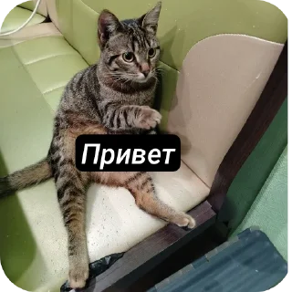 Sticker Жеские - 3