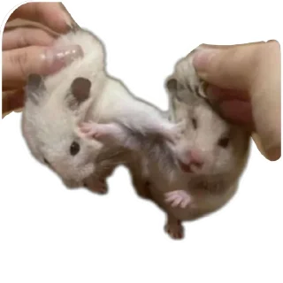 Sticker Животинки - 3