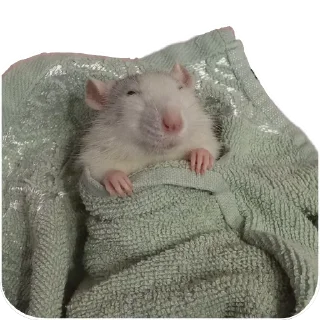 Sticker Животинки - 9