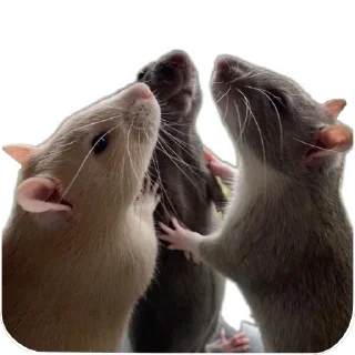 Sticker Животинки - 11