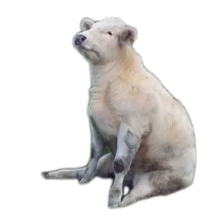 Sticker Животинки - 6