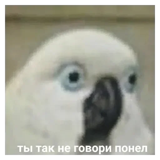 Sticker Жиза - 10