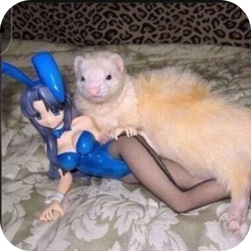 животное млекопитающее хорек