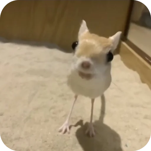 Sticker ZHopaPopa322 - 1