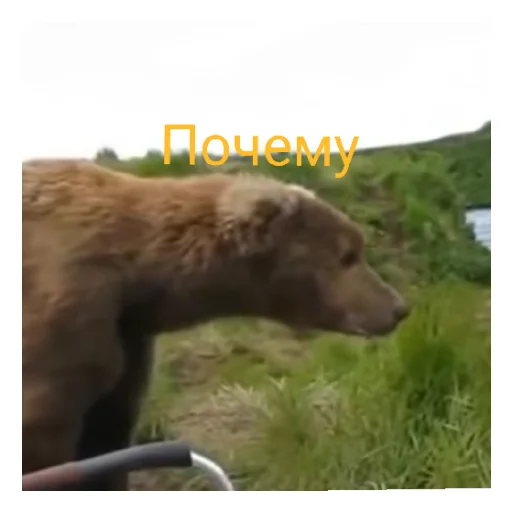 Жоские медведи - 