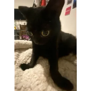 Sticker Жужижужиужажу - 8