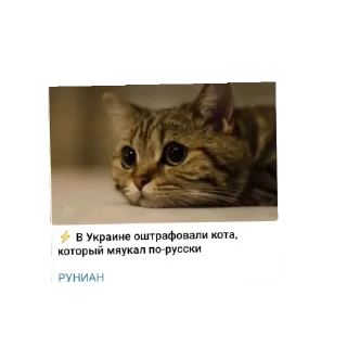 Стикер Контро стикеры - 6