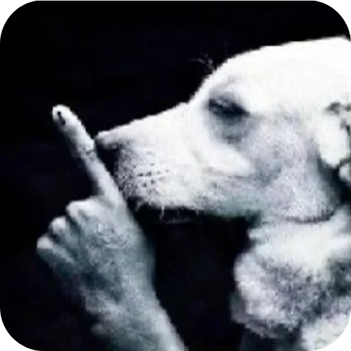 Sticker ZViTdvG_by_achestickbot - 1