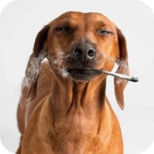 Sticker ZViTdvG_by_achestickbot - 1