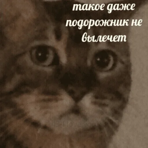 Sticker ZVpCEq_by_stickers_stealer_bot - 1