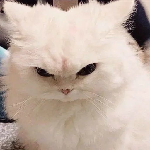 Sticker ZVpCEq_by_stickers_stealer_bot - 1