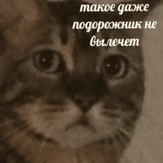 Стикер @StickersFuck1 - 11