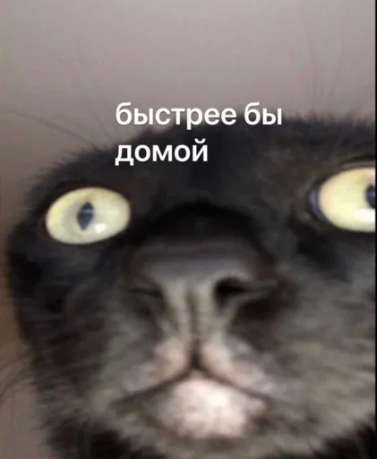 Sticker ZWBvZXtKwmfAVXcHrM_by_stickers_stealer_bot - 1