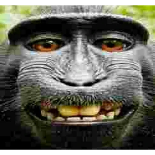 Стикер Ай лайк зе коко джамбо - 2