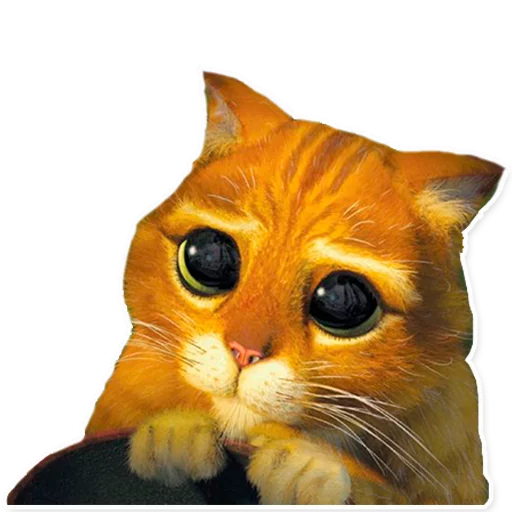 animal cat domestic cat