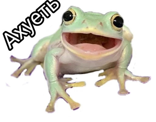 frog amphibian animal