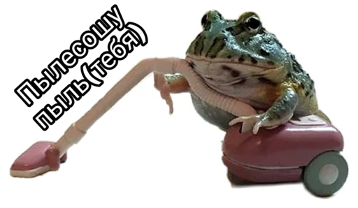 animal amphibian reptile