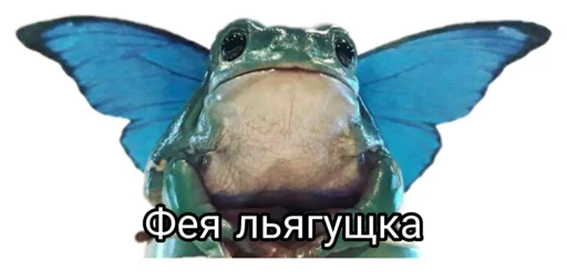 butterfly text moths and butterflies