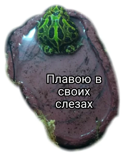 reef invertebrate animal