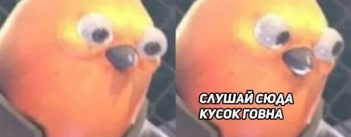 cartoon animal parrot