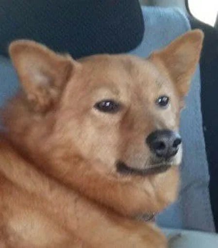 млекопитающее животное домашнее животное