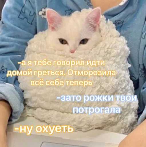 text small to medium-sized cats domestic cat