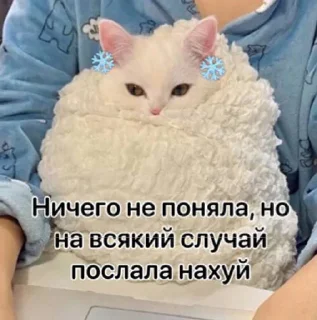 text small to medium-sized cats person