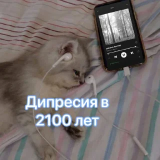 cat text indoor