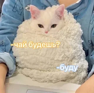 small to medium-sized cats person indoor