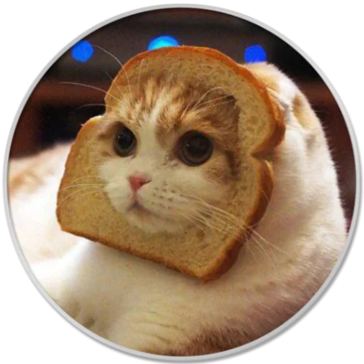 cat animal bread