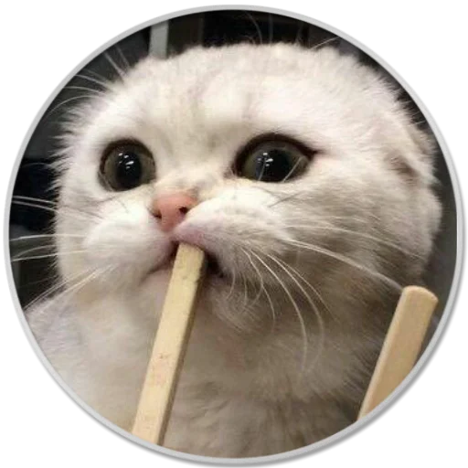 animal small to medium-sized cats whiskers