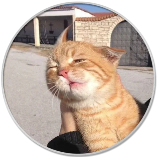 animal small to medium-sized cats mammal