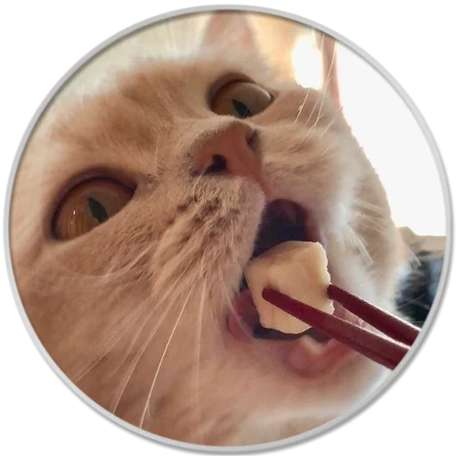 small to medium-sized cats felidae whiskers