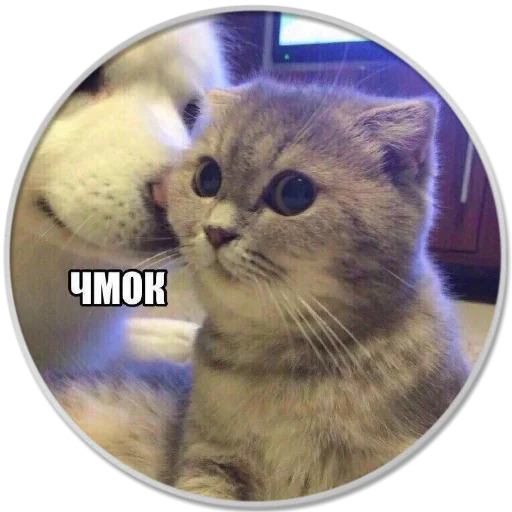 animal mammal small to medium-sized cats