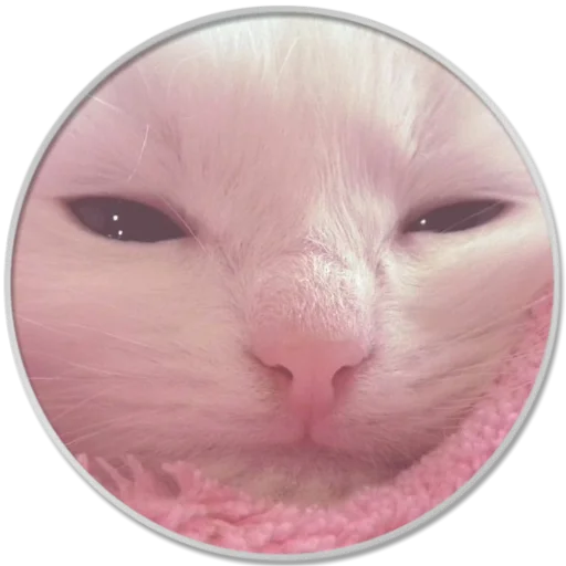 small to medium-sized cats pink animal